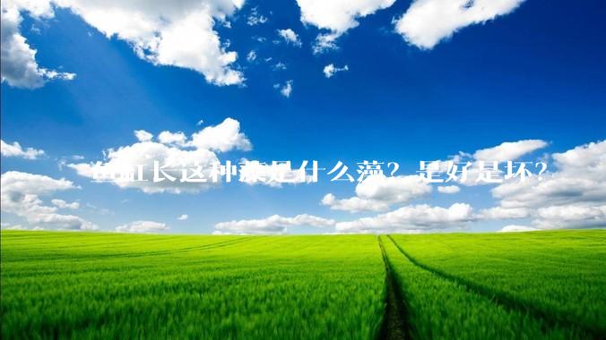 鱼缸长这种藻是什么藻？是好是坏？